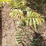 Melianthus major Blatt