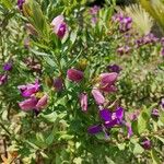 Polygala myrtifolia Blad