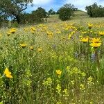 Wyethia angustifolia花