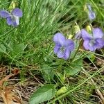 Viola canina Virág