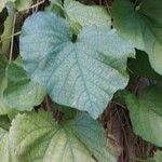 Aristolochia macrophylla Φύλλο