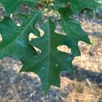 Quercus velutina পাতা