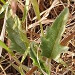 Tridax procumbens पत्ता