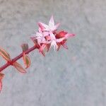 Crassula multicavaFlower