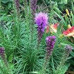 Liatris spicata Облик