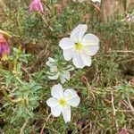 Oenothera albicaulis Çiçek