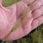 Aegilops triuncialis Fruit