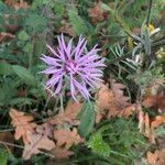 Centaurea stoebe Õis