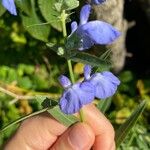 Salvia azurea 花