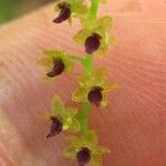 Platystele perpusilla Otro