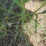 Tragopogon dubius Blad