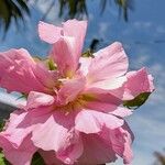 Hibiscus mutabilis Virág