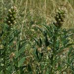 Crotalaria goreensis Habit