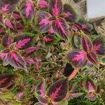 Coleus spp.Foglia