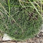 Astragalus balearicus Leaf