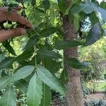 Fraxinus angustifolia Foglia