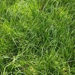 Paspalum notatum Folha