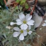 Cerastium tomentosumVirág