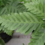 Pteris fauriei برگ