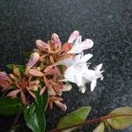 Abelia grandifolia Blüte