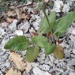 Senecio provincialis Leaf