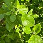 Vitex trifolia List