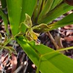 Encyclia granitica Ліст