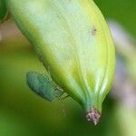 Iris pseudacorus Fruit