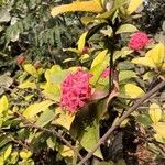 Ixora chinensisЦвят