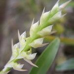 Bulbophyllum bifarium