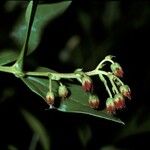 Coriaria myrtifolia Virág