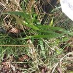 Bromus tectorum Fuelha