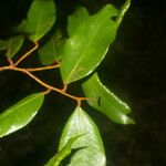 Parinari excelsa Fruto