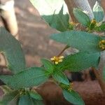 Synedrella nodiflora Flower