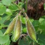 Ononis rotundifolia Fruto