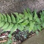 Athyrium vidalii पत्ता