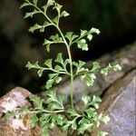 Asplenium cuneifolium Plante entière