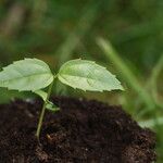 Celtis prantlii Hoja