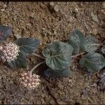 Asclepias solanoana Plante entière