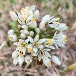 Allium subvillosum फूल