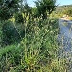 Crepis pulchra Hábito