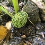 Lysichiton americanus