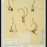 Bulbophyllum rutenbergianum Otro
