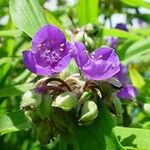 Tinantia erecta Blüte