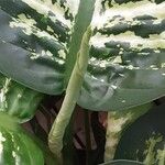 Dieffenbachia seguine List