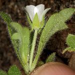 Nemophila spatulata Celota