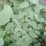 Salvia officinalis Yaprak