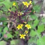 Lactuca muralis Flower