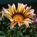 Gazania linearisVirág