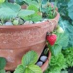 Fragaria × ananassaFfrwyth